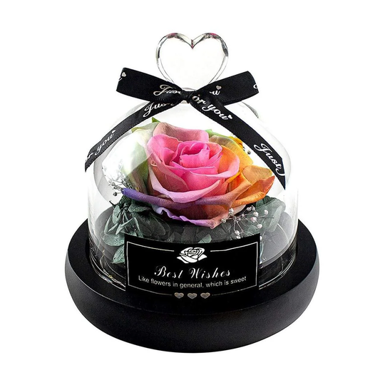 Lille Evighedsrose, Regnbuefarvet - Just for you